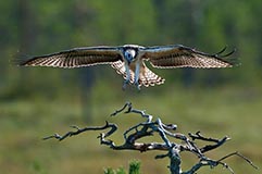 Fischadler - Zum Vergroessern klicken!